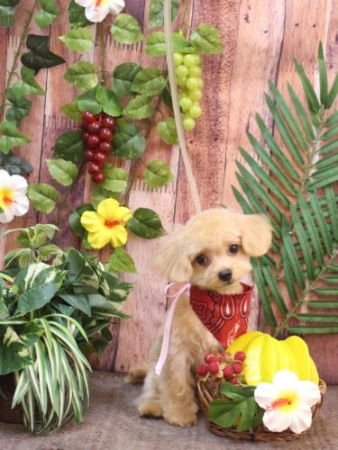 20230818チップくん